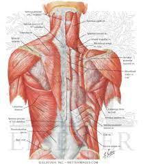 Superficial, intermediate, deep and deepest layers.these muscles lie on each side of the vertebral column﻿, deep to the thoracolumbar fascia they span the entire length of the vertebral column, extending from the cranium﻿ to the pelvis Muscles Of Back Superficial Layers Superficial Muscles Posterior Neck And Back