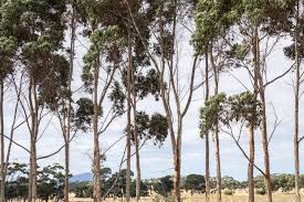 Image result for Eucalyptus sp.