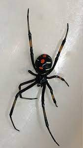 They like to stay in dark corners of an currently, there are three recognized species of black widow found in north america: Latrodectus Wikipedia