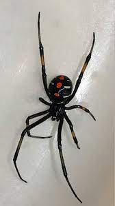 Black widow spiders have the most toxic spider bite in the us. Latrodectus Wikipedia