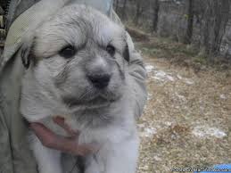 Leonberger puppies for sale ny. Going Fast Great Pyrenees Great Pyrenees Leonberger Pups For Sale In Williamstown Kentucky Classified Americanlisted Com