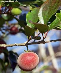 Image result for Dovyalis macrocalyx