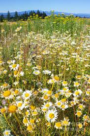 Are you in portland, oregon? Wild Daisies At Powell Butte Nature Park Oregon Photograph By Charmian Vistaunet