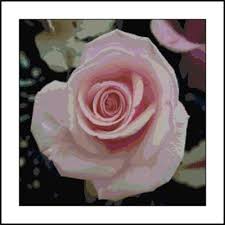 pink rose in bloom