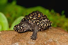 The indian black turtle breeds during the wet season, between august to october. Indian Spotted Pond Turtle Geoclemys Photograph By David Northcott