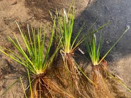 Image result for Isoetaceae