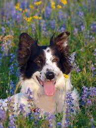 This Is Sterling He Was Rescued From San Antonio Through All Border Collie Rescue Another Love At First S Border Collie Border Collie Rescue Beautiful Dogs