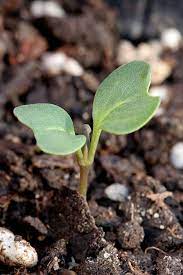 We did not find results for: Cabbage Seed Starting Tips