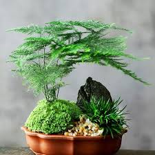 Image result for Asparagus pendulus