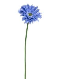 Artificial Gerbera Daisy Stem In Delphinium Blue 24 Tall Gerbera Daisy Tattoo Gerbera Daisy Painting