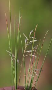 Image result for Eragrostis racemosa
