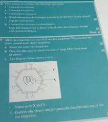 Image result for Carpodiptera africana