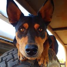 I M Not Tyred This Is Wheely Fun Kelpiesdventures Kelpiesofinstagram Workingdog Workingdogs Dogsofinstagram K Working Dogs Australian Kelpie Puppies