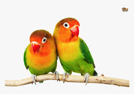 Pelajari jenis lovebird untuk lomba sampai yang termahal di artikel ini. Transparent Love Birds Png Png Download Transparent Png Image Pngitem