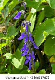 Image result for Coleus barbatus