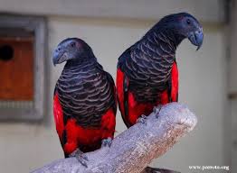 The pesquet's parrot is a species of parrot found in new guinea rainforest habitat. Pesquet S Parrot World Parrot Trust