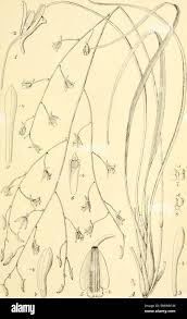 Image result for Eulophia galeoloides