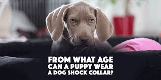 By 6 months of age, almost all behavior problems are already in place, says dr. From What Age Can A Puppy Wear A Dog Shock Collar