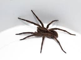 Aranha is a portuguese surname, meaning spider. Aranha Lobo Lycosa Erythrognatha Fauna Digital Do Rio Grande Do Sul