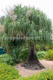 Image result for Beaucarnea recurvata