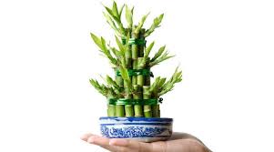 Le faire pousser dans de l'eau avec des galets est probablement plus facile et plus. Lucky Bambou La Plante Porte Bonheur Feng Shui Mieux Vivre Autrement