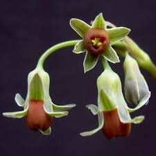 Image result for Tulbaghia acutiloba