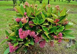Image result for Medinilla myriantha