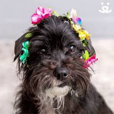 Newest most views total likes. Happy Flowers Gifs Get The Best Gif On Giphy