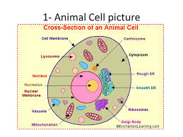 Maybe you would like to learn more about one of these? Cell Parts Organelles And Functions Ppt Video Online Download