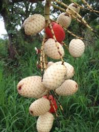 Image result for Eremospatha haullevilleana