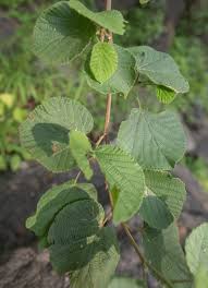 Image result for Grewia villosa