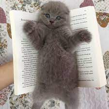 kedi sahiplendirme istanbul home facebook