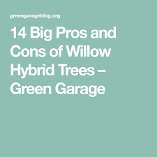 Before you start finalizing your decision based on the pros and cons of willow hybrid trees, you'll want to consult the regulations of your local homeowners' association, if necessary, to see. Pin On Trees Privacy And More