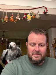 Grey parrot pros and cons. Why did you choose a grey?