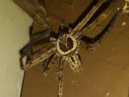 We did not find results for: Florida Spiders Pictures And Spider Identification Help Green Nature