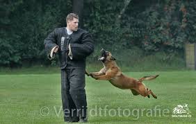 Www Wolfsbanek9 Com Belgian Malinois Personal Protection K9 Knpv Trial Belgian Malinois Malinois Malinois Puppies