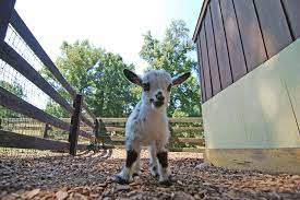 Tanglewood Farm A Farm Dedicated To Miniature Animals Miniature Animals Animals Farm Animals