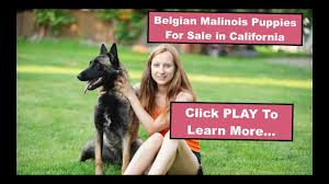 German shepherd puppies and trained adults for sale. Akc Belgian Malinois Puppies For Sale In California Ca Pure Malinois Breeders Youtube