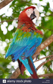 laden sie dieses alamy stockfoto rote blaue und grune ara ara chloroptera psittacidae canaima venezuela sudamerika b30945 venezuela sittich rot und blau