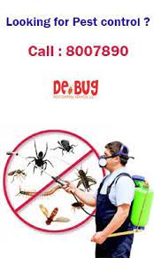 Ants control ,bed bugs control cockroach control ,flies control, rodents control, wasp control. 12 Bed Bugs Control Abu Dhabi Uae Ideas