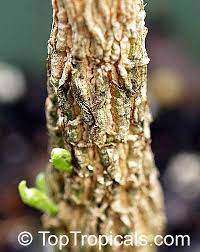 Image result for Mundulea