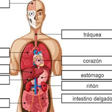 Cuerpo humano organos imágenes y fotos de stock. Organos Del Cuerpo Humano Cokitos