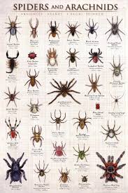 11 South African Spider Identification Chart South African