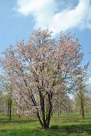 さくら or サクラ).they generally refer to ornamental cherry trees, not to cherry trees that produce fruit for eating. Prunus Sargentii Rosaceae Van Den Berk Nurseries