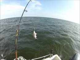 Croaker On 123 See Saw Bottom Rig Saltwater Fishing Seesaw Fishing Products