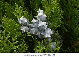 Image result for Cupressaceae