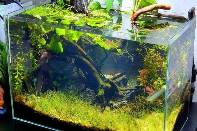 tiểu cảnh bể cá mini