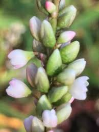 Image result for Persicaria lapathifolia