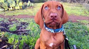 Hungarian vizsla watching himself on tv! Does The Hungarian Vizsla Make A Good Family Pet The Dog People By Rover Com