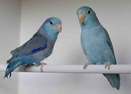 Forpus Coelestis Blauw Google Zoeken Muhabbet Kuslari Kus